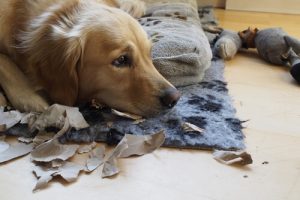 Sådan vænner du din hund til at være alene