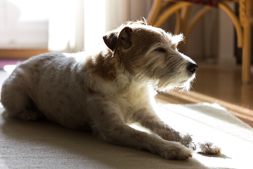 Hund sover på gulvet