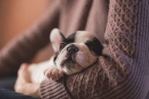 Klæber din hund sig op ad dig? Sådan løser du problemet