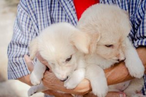 10 trin til at gøre dig klar til din adopterede hund