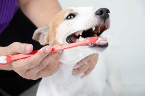 Sådan forebygger du dårlig ånde hos hunde