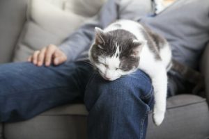 Sådan forhindrer du din kat i at kradse dit hus i stykker
