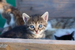9 grunde til at du skal adoptere en kat