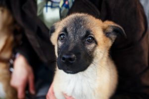 Forbehold der skal tages for hunde der er bange for fyrværkeri