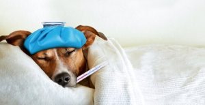 Hvad skal en hund med diarré spise?