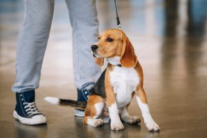 Din hund kender dig bedre end nogen anden