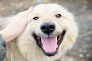 10 grunde til jeg elsker min hund