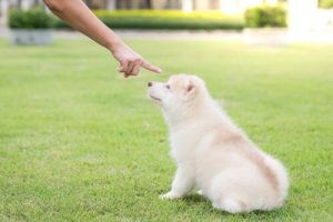 Hvilken slags straf er den mest passende til hunde?