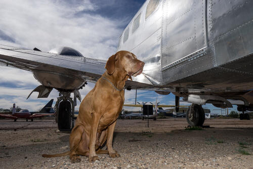 Farerne ved at rejse med din hund i lastrummet