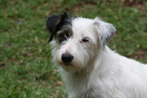 5 normale beroligende signaler din hund sender