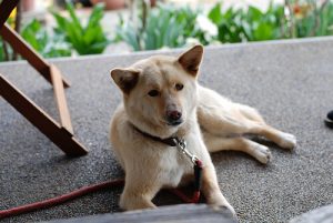 Hvad skal du gøre hvis din hund bliver forgiftet?