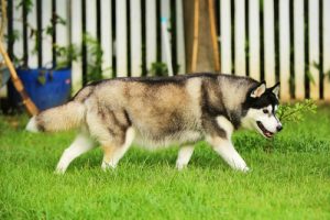 Sådan lærer du en hund at tisse udenfor