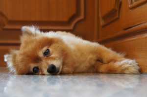 Sådan beroliger du en hvalp der piver hele natten