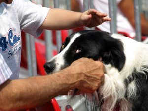 Sådan giver man bedst piller til hunde