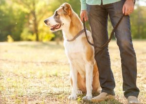 5 tricks, som hjælper med at fjerne hundehår fra dit tøj