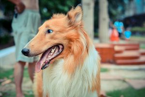 Sådan finder du ud af hvor gammel din hund er