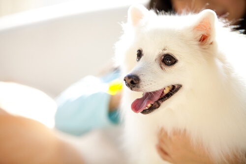 Husk: du har en hund, ikke en baby