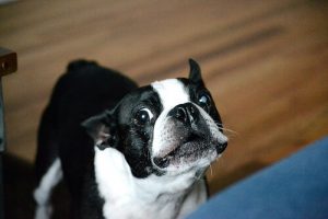 Ved du hvorfor hunde hyler?