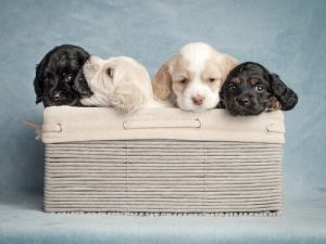 Sådan vælger du det rette navn til din hund