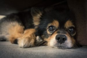 Hvorfor har hunde knurhår?