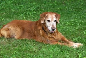 7 fordele ved at have en ældre hund