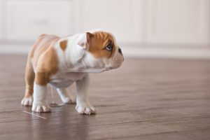 Tips til at stoppe din hund med at tisse i huset