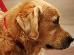 7 husråd mod lopper