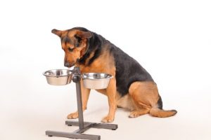 Hvor mange måltider skal din hund have?