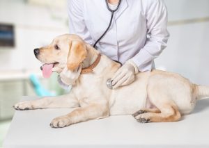 Nyt hospital giver håb til de glemte dyr