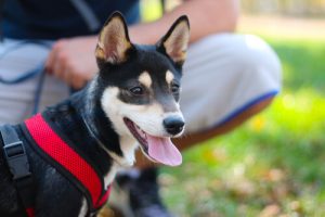 Mit hund er ikke mit barn, men jeg er dens forældre
