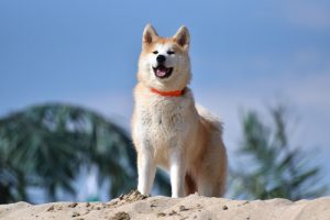 Vidste du at olivenolie er sundt også for hunde?