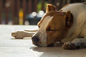 Sådan sænker du din hunds feber