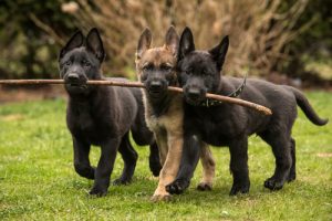 8 venlige hunderacer