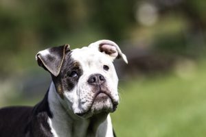 Senil demens hos hunde: Alt hvad du skal vide