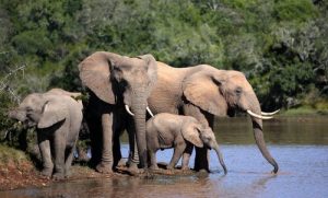 En kvinde reder en baby elefant og byder den velkommen i hendes hjem