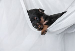 Hvorfor sover hunden hele dagen?