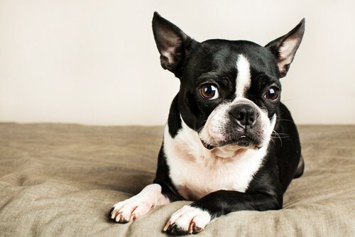 Boston terrier