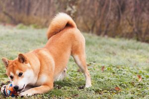 4 hjemmelavede typer legetøj som hunde elsker