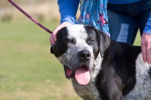 Trækker din hund i snoren? Det kan være usundt