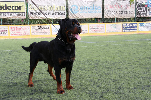 Sort rottweiler