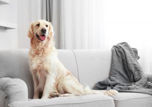 Sådan fjerner du hundehår rundt om i huset