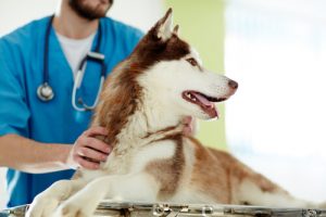 For og imod sterilisering af en hund