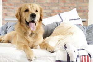10 råd: Sådan undgår du at hunden gør dig syg