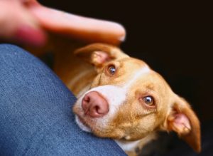 Sådan lærer du din hund ikke at tigge ved bordet