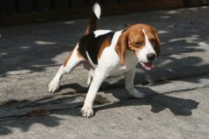 Sådan får du hunden til at tisse udenfor