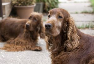 Loyal hund prøver at genoplive sin ven efter et uheld