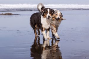 Adoption: Er to hunde bedre end en?
