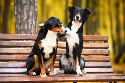 Hunde bedste venner