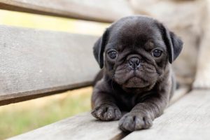 Sådan forstår du hvad din hund tænker