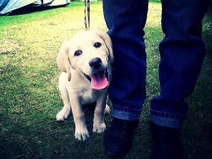 Hvorfor følger hunde efter dig overalt?